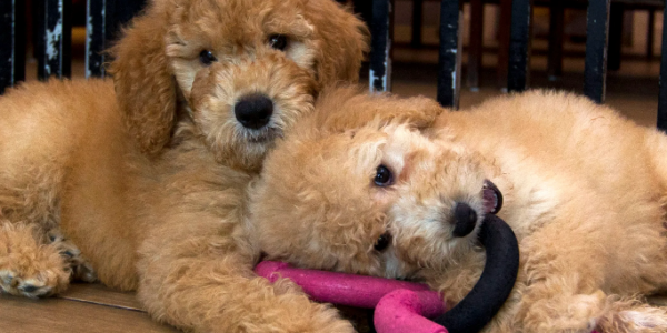 Ontario government takes aim at puppy mills in new legislation