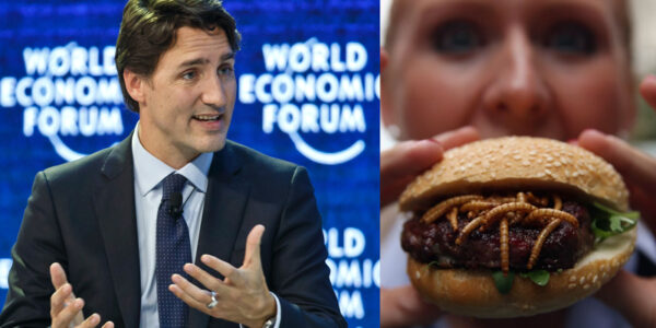 Canada Begins Replacing Meat with Insects for Public Consumption