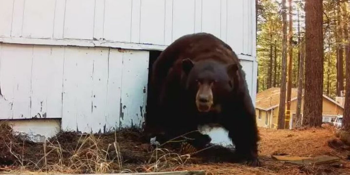 Video shows moment bear emerges from under home after being shot at with paintball gun