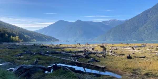 Carbon offsets are helping protect B.C.’s Great Bear Rainforest. But is that sustainable?