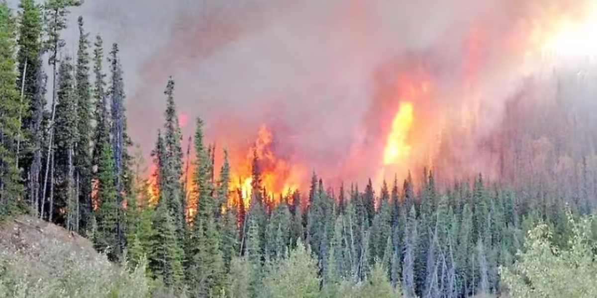 Quebec man pleads guilty to setting 14 forest fires