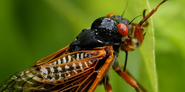 What to expect from this year’s rare double brood of cicadas
