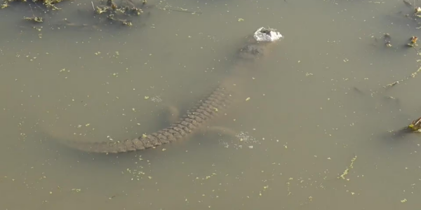 Texas alligators on ice … or under it?