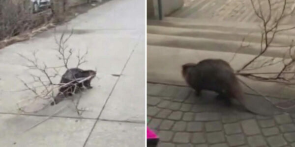 Beaver seen carrying large branch in downtown Toronto