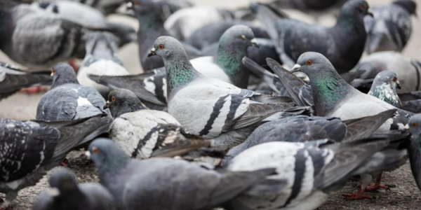 Planned pigeonhood: Pigeon birth control program set to expand in Toronto