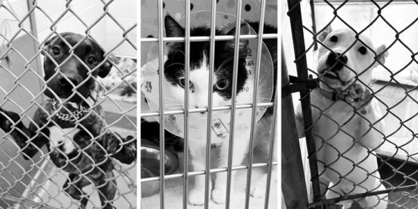 Why Canadian advocates say fines for animal abandonment can be a deterrent