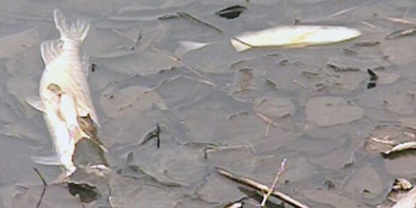 Hundreds of fish turned up dead in Quebec. Environmentalists want to know why