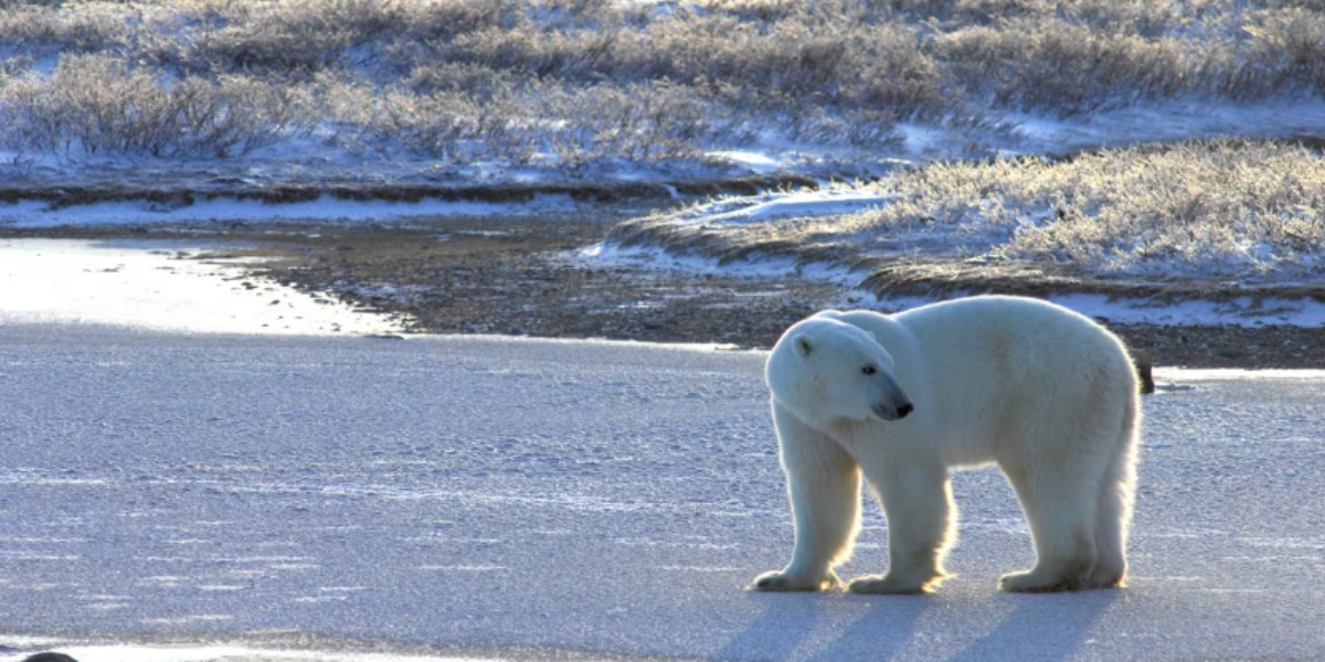 As polar bears enter peak feeding season, experts offer tips on how to avoid meeting them in the wild