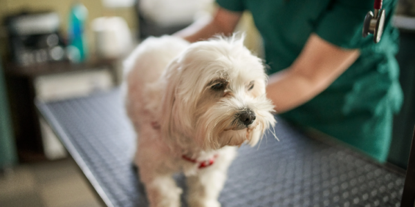 Vet bills have soared in Canada. Is pet insurance worth the cost?