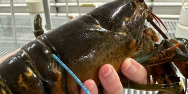Lobster tagged in New Brunswick caught over 250 kilometres away in Maine
