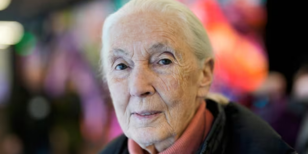 Climate warrior Jane Goodall isn’t sold on carbon taxes and electric vehicles