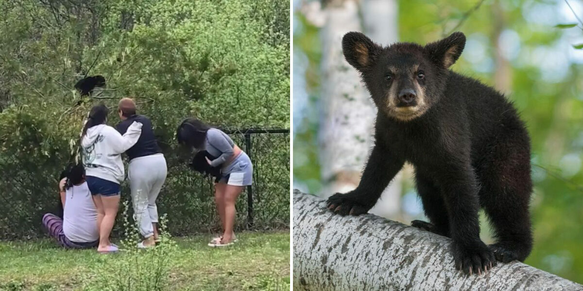 People caught on video trying to pull bear cubs from tree to take selfies