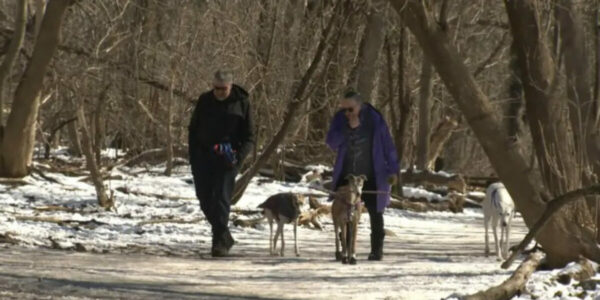 Montreal municipality cracking down on dog owners, says fines ‘going to sting’