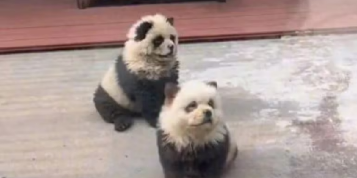Chinese zoo under fire after dyeing dogs to resemble pandas