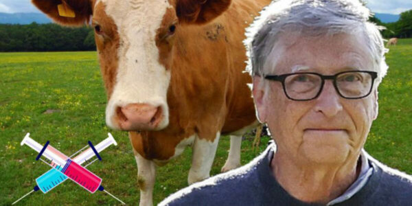 Bill Gates funds $26.5 million livestock vaccine to stop cows from farting
