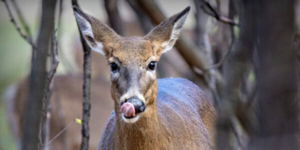 Parks Canada to spend $12M on B.C. deer cull, while Canadian hunters say they’d do it for free