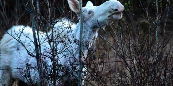 #TheMoment a rare white spirit moose was spotted in Alberta