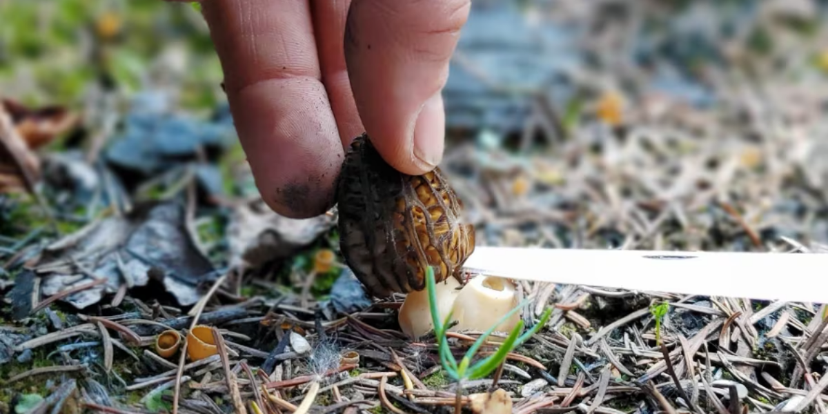 Post-wildfire mushroom picking rush in B.C. causing conflicts