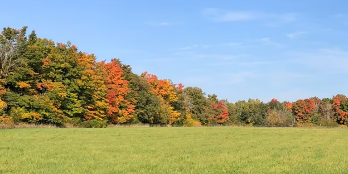 They’re called ‘living snow fences’ – and they could soon appear along rural Ottawa roads