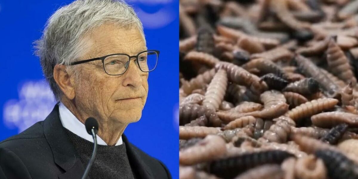 Bill Gates Launches ‘Maggot Milk’ to Feed General Public