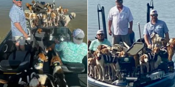 Fishermen rescue 38 dogs on the verge of drowning from Mississippi lake