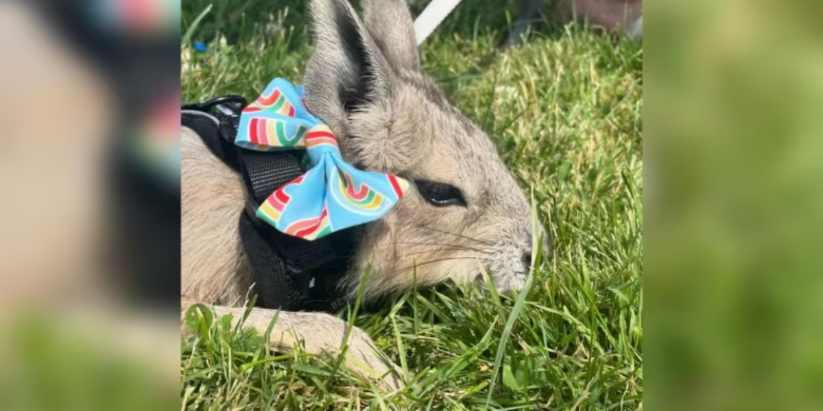 Petting zoo animals at London Pride event die after farm receives anonymous anti-LGBTQ email