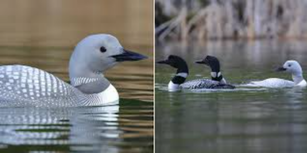 #TheMoment a rare white loon was caught on camera