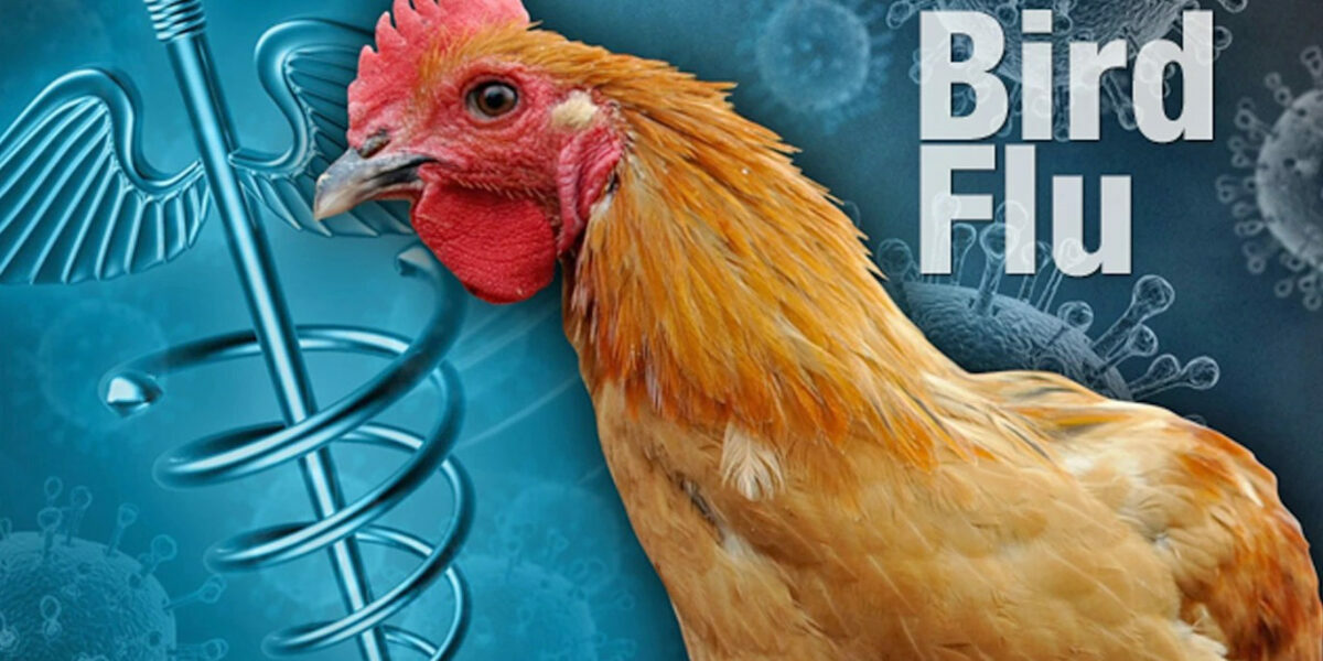 Person with bird flu died in Mexico, WHO says