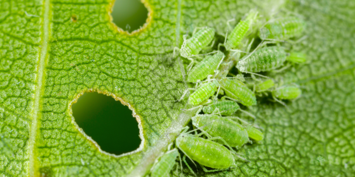 Aphid explosion in Alberta creates sticky situation