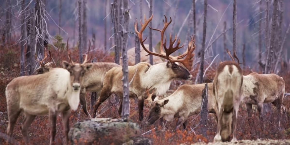 Experts say Quebec wind turbine project threatens caribou habitat