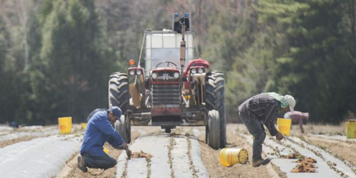 Canada’s foreign worker program ‘breeding ground’ for modern slavery: report