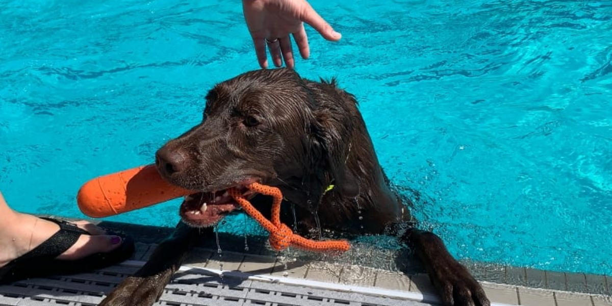 Running encouraged: Dogs take over Mayfair pool in Saskatoon for summer tradition