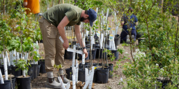 Liberals claim 553M trees in the works but won’t reveal how many have been planted