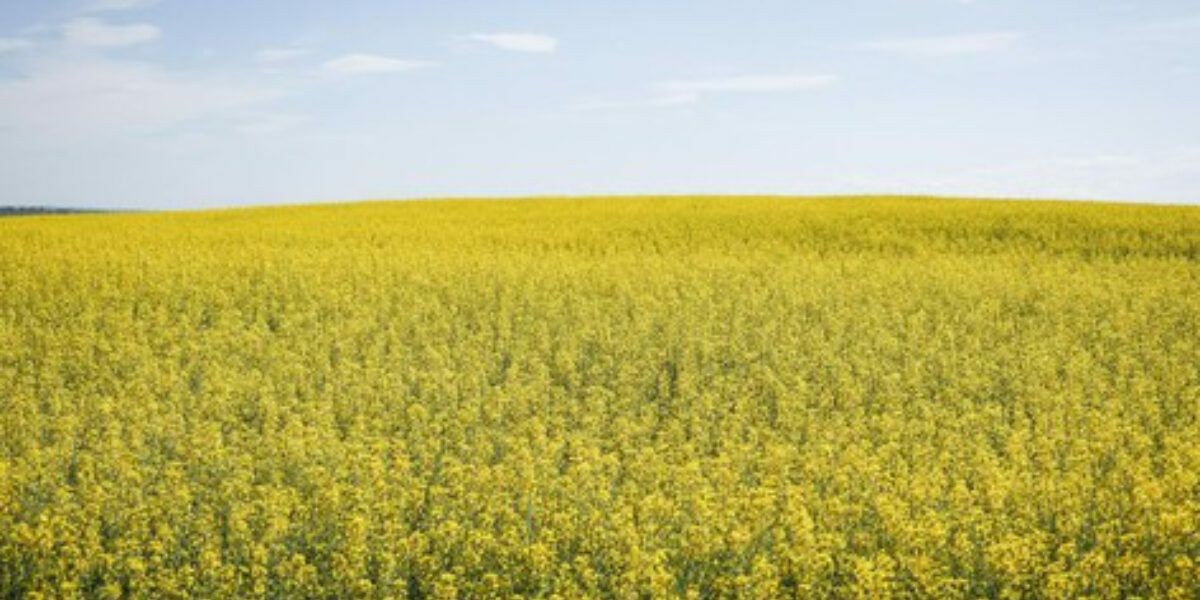 China retaliates over EV tariffs with anti-dumping probe into Canadian canola imports