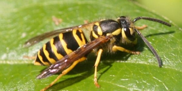 Wasp frenzy? Why you might be getting stung more this year