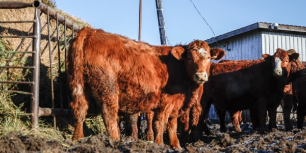 Canada’s cattle herd is the smallest in decades. Here’s what that means for Alberta ranchers