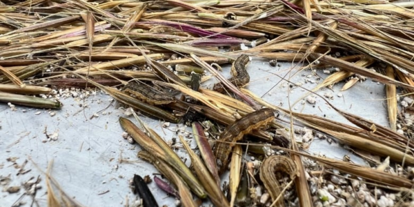 Unidentified pest devastates already weakened wild rice crop in northern Sask.