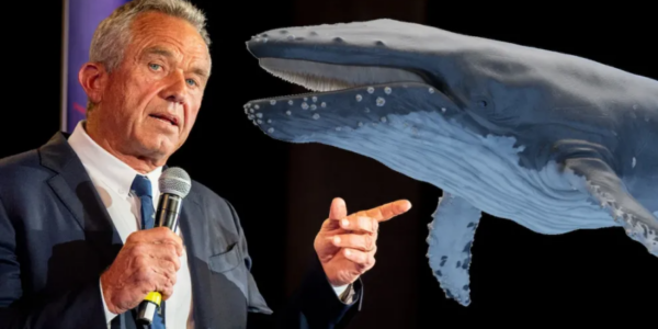 Biden-Harris Admin Launches Investigation of RFK Jr for Whale Incident 30 Years Ago