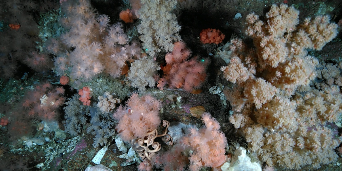 Scientists discover large cold-water soft coral garden in Newfoundland