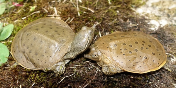 Move aside, moose – a new study has found the most distinct animals in Canada