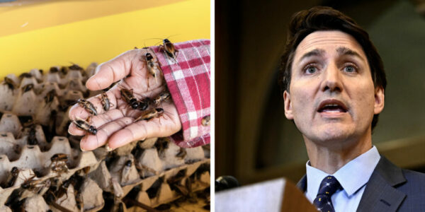 Canada’s largest cricket farm received taxpayer funding, recently fired workers: report