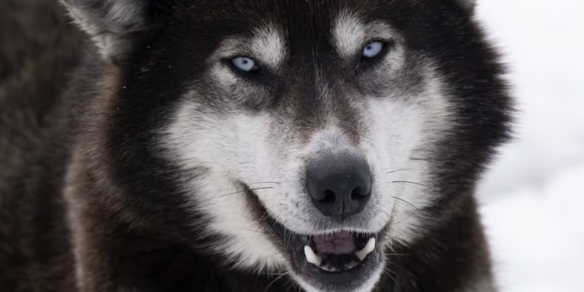 Ottawa to compensate Inuit in Nunavik for mass sled dog slaughter