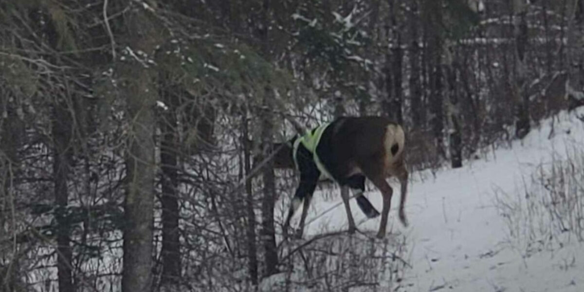 Deer spotted wearing high-visibility safety jacket in Northern B.C.