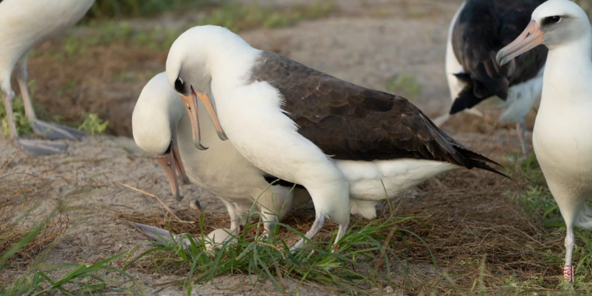 A 74-year-old wild bird just laid an egg, astonishing researchers