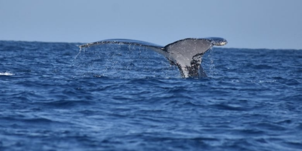 This whale made an epic trek across 3 oceans – possibly for the ladies