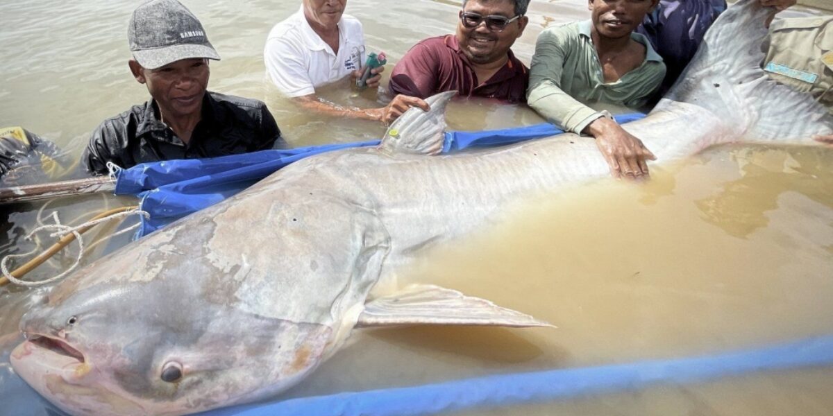 Huge and rare Mekong catfish spotted in Cambodia, raising conservation hopes