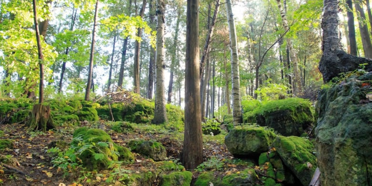 Doctors in Halton can now prescribe nature ‘to help people have a better quality of life’