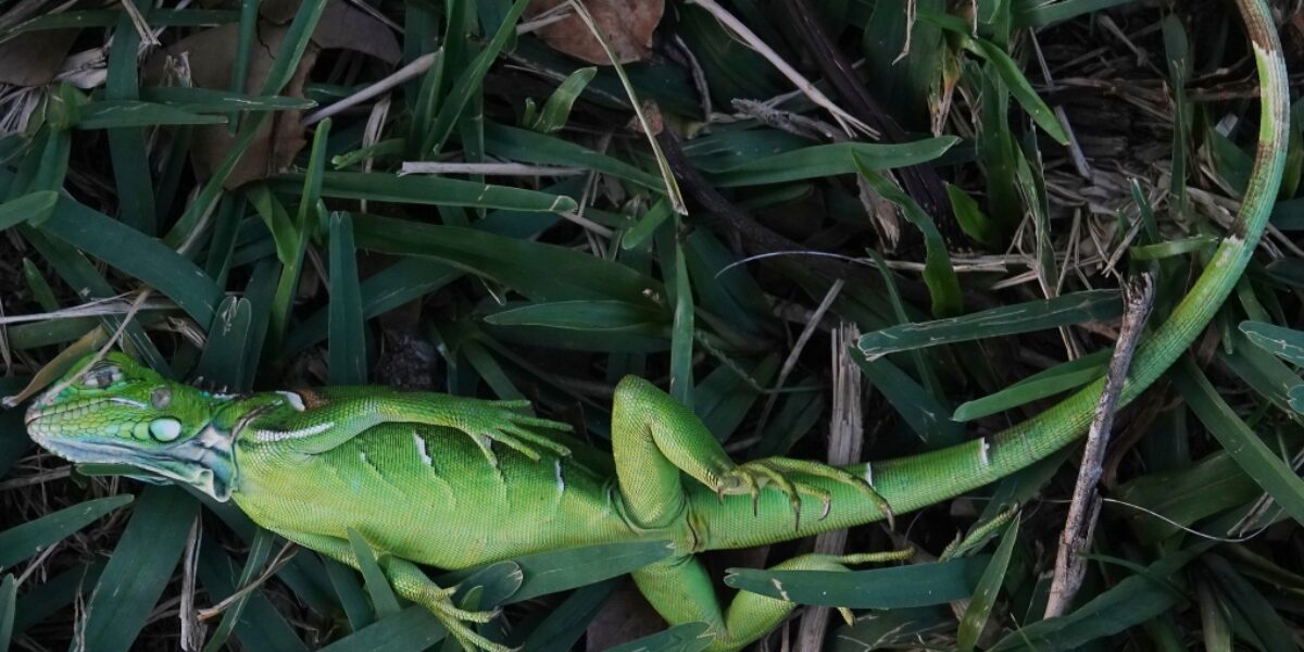 How cold does it need to get before iguanas start falling out of trees in Florida?