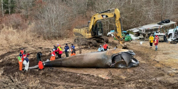 North Atlantic right whales should live past 100 years old. They’re dying around 22