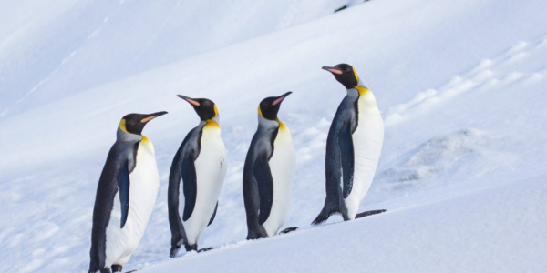 Penguins and polar bears outnumber people in some tariff-hit territories